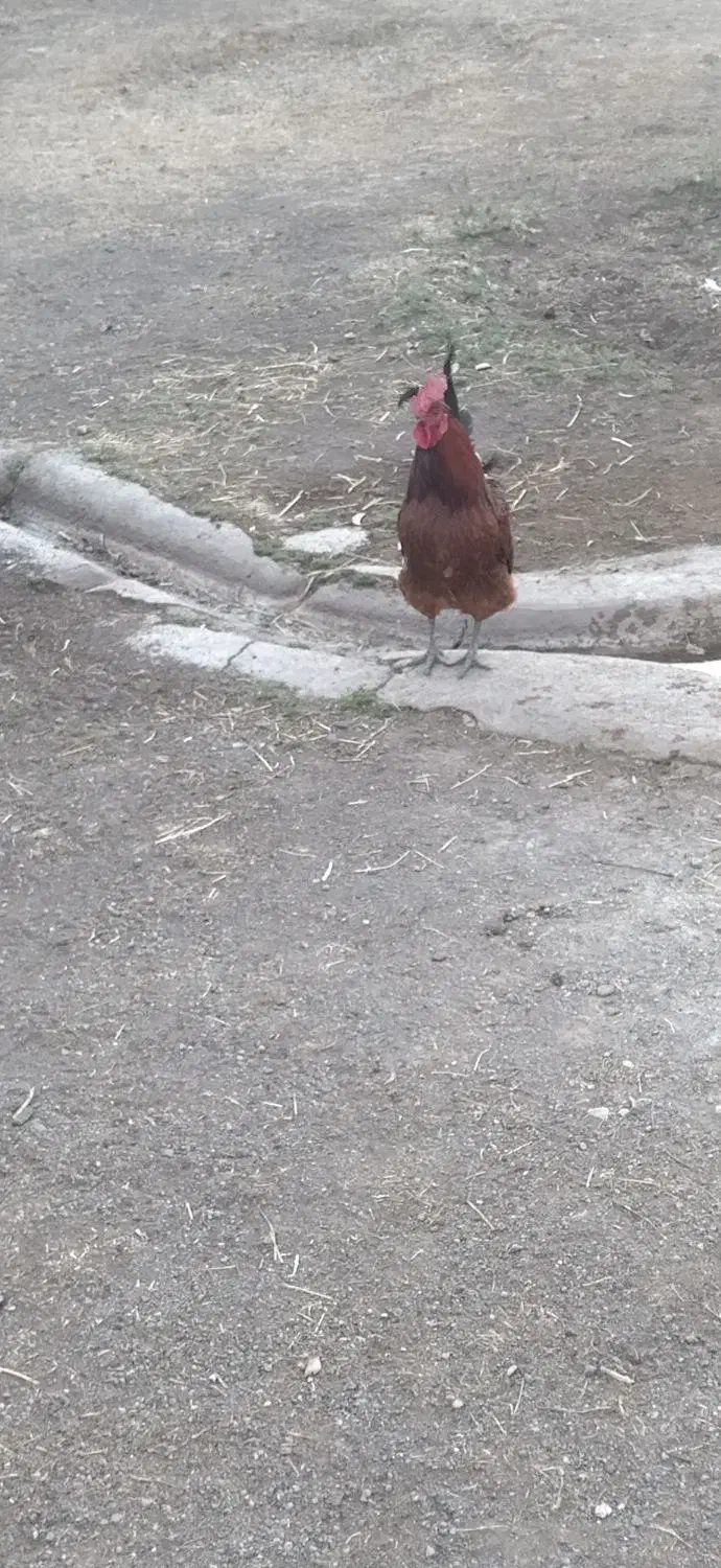 خروس جوان|حیوانات مزرعه|اردبیل, |دیوار