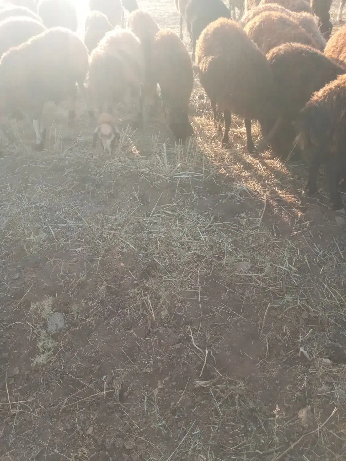 معاوضه میش باتراکتور|حیوانات مزرعه|شهرکرد, |دیوار