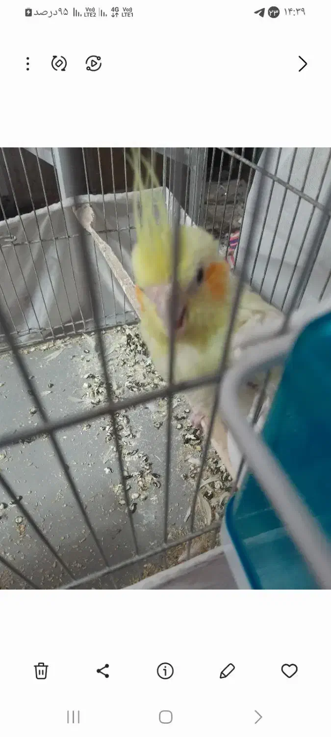 یک دانهعروس|پرنده|تهران, شهرک آزادی|دیوار