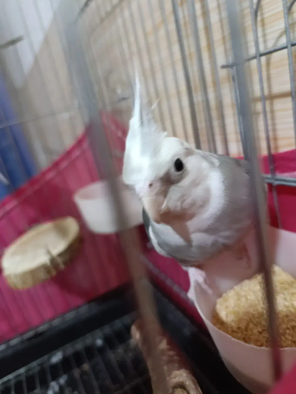 عروس هلندی و مرغ عشق دستی|پرنده|سیرجان, |دیوار