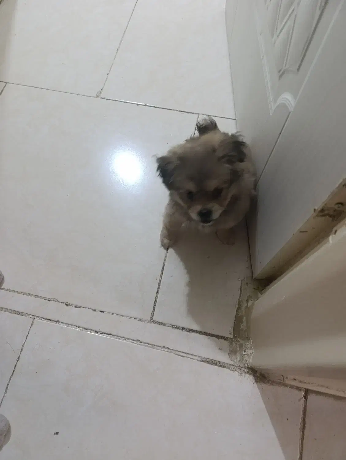 سگ پامر خرسی 2 ماهه|سگ|تهران, فلاح|دیوار