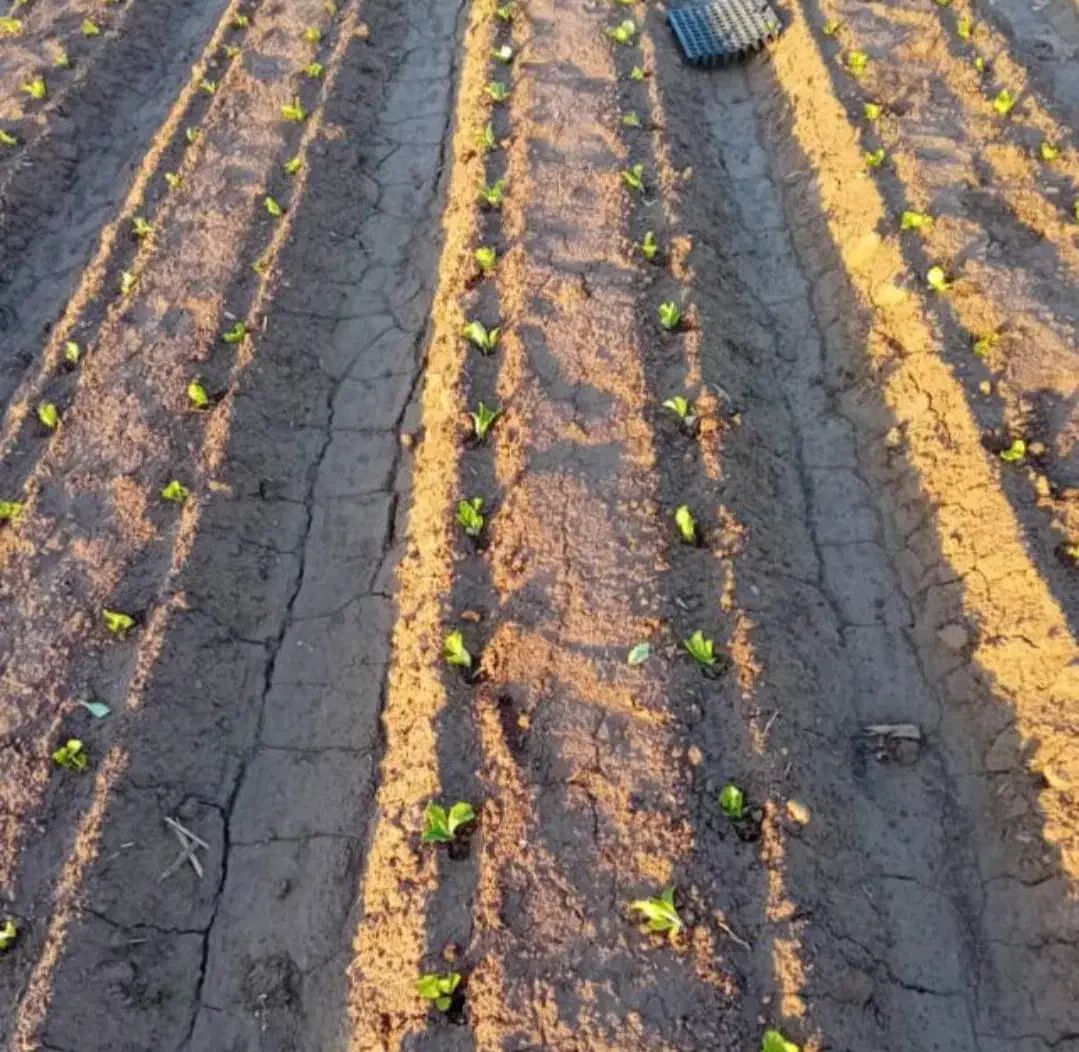 کارگر کشاورزی و نشاء کار ماهر|خدمات باغبانی و درختکاری|دزفول, |دیوار