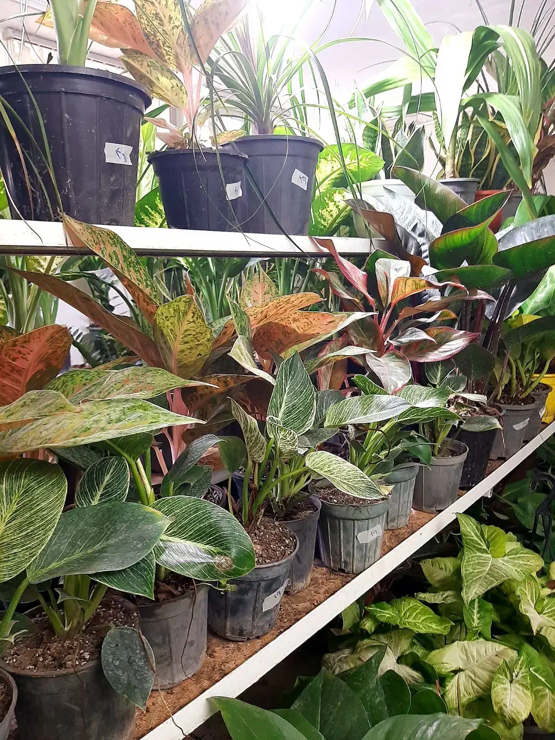 گل آپارتمانی مناسب روز مادر|گل و گیاه طبیعی|بیرجند, |دیوار