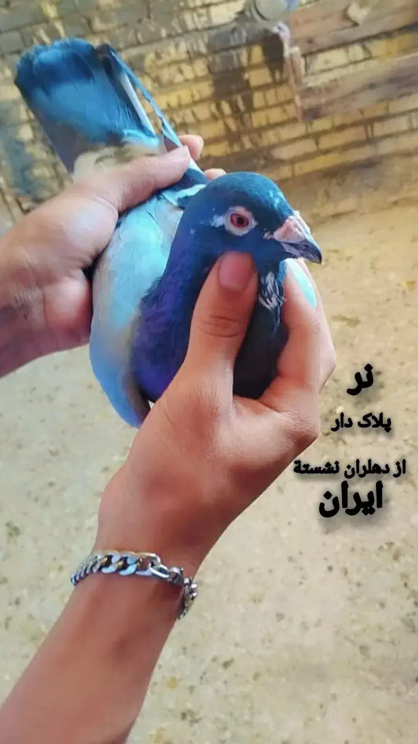 کبوتر پلاکی|پرنده|شادگان, |دیوار