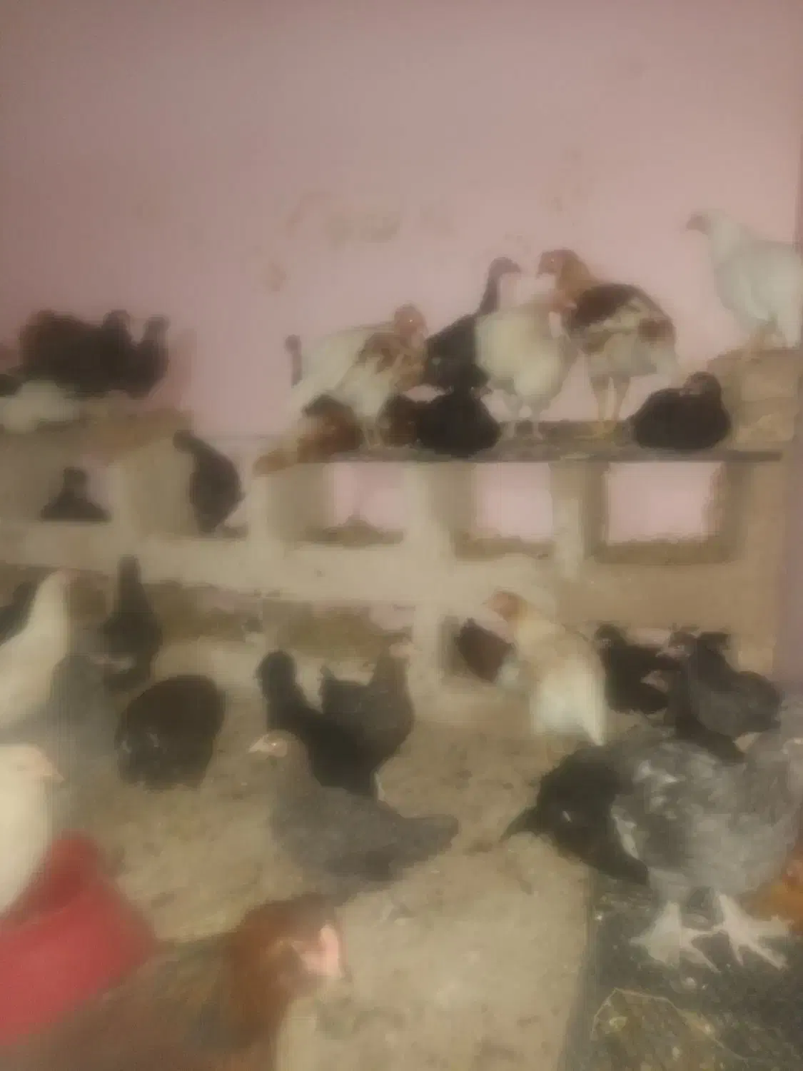 بوقلمون  مرغ وخروس  غاز|حیوانات مزرعه|قزوین, |دیوار