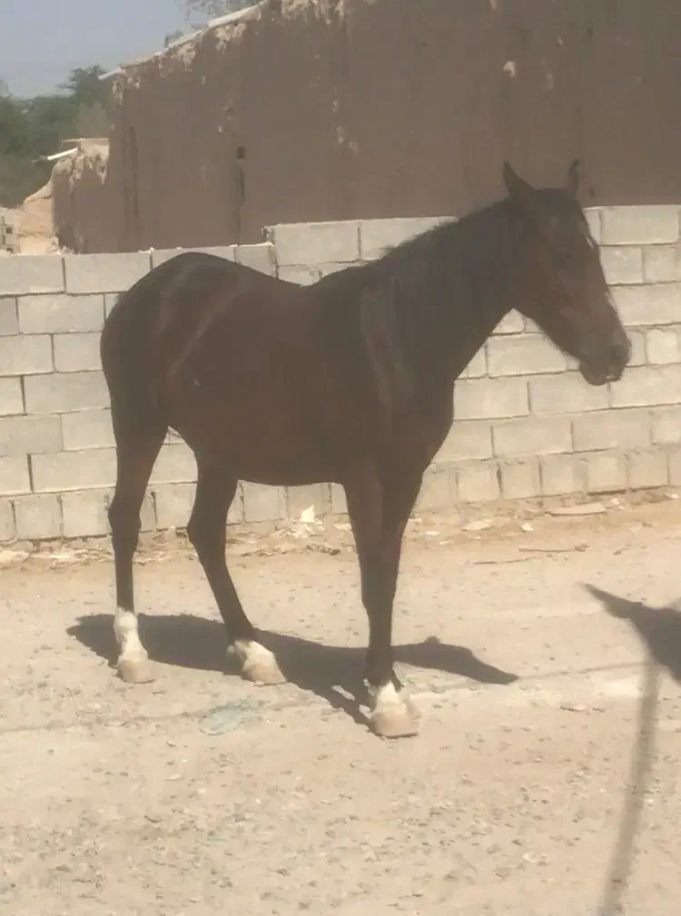 اسب مادیون ۸ ماه حامله|اسب و تجهیزات اسبسواری|هندیجان, |دیوار
