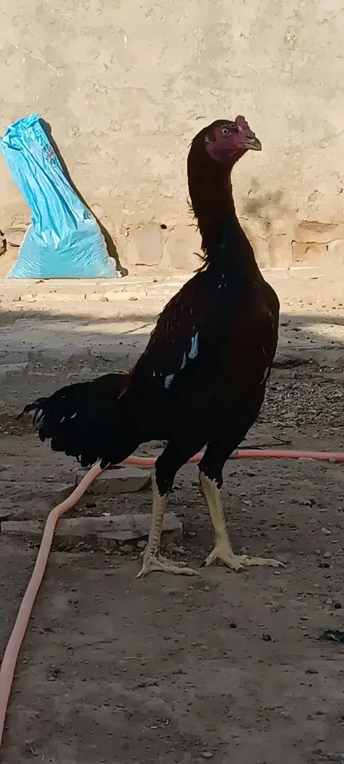 جوجه لاری|حیوانات مزرعه|تربت‌حیدریه, طالقانی|دیوار