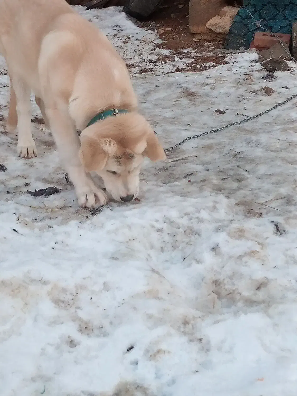 توله پژدر ماده|سگ|میاندوآب, |دیوار