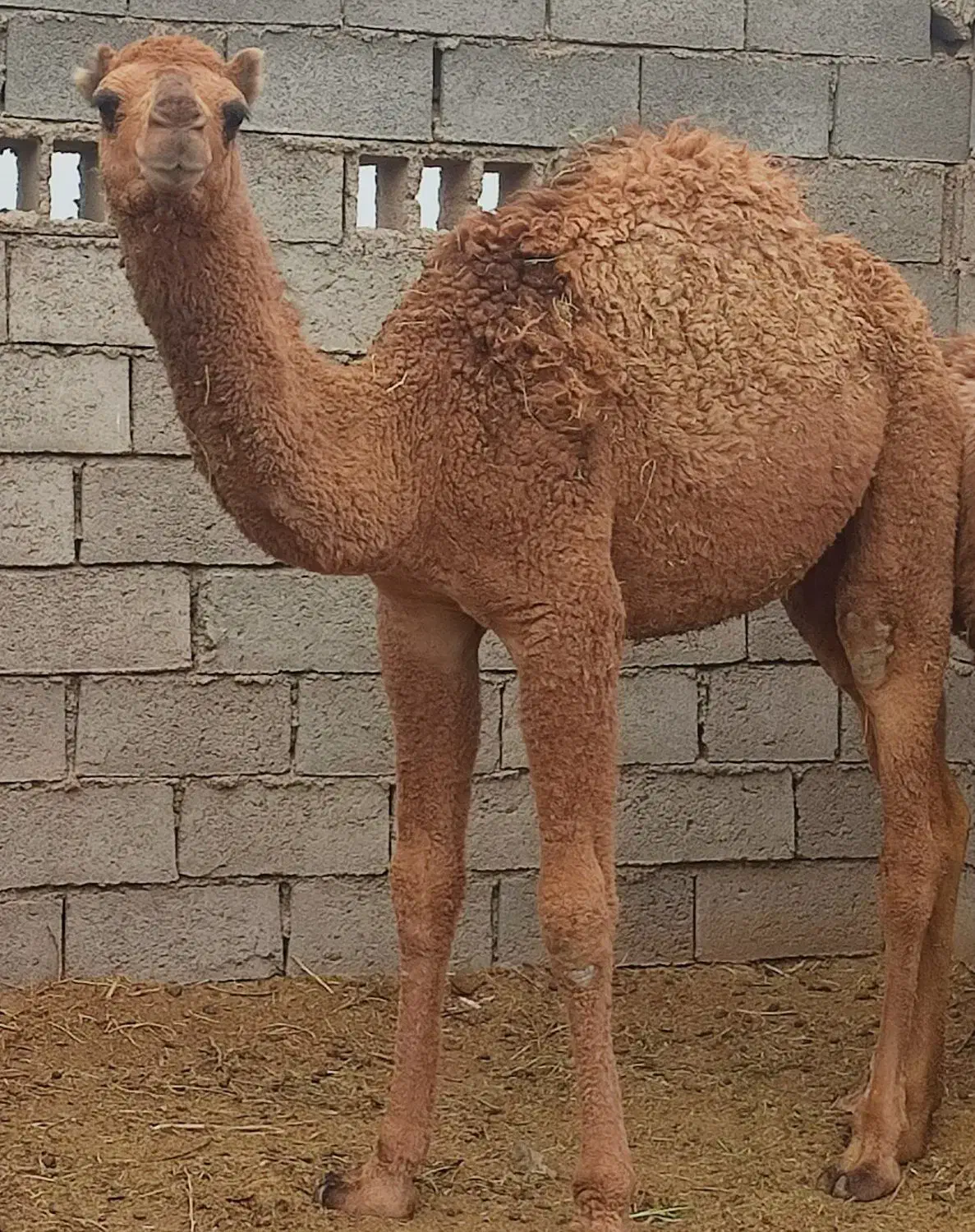 شتر ،هاشی|حیوانات مزرعه|زیرکوه, |دیوار