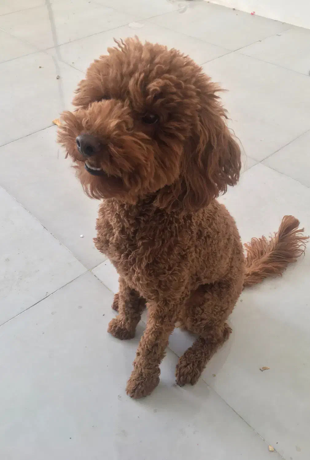 سگ پودل|سگ|کرمانشاه, |دیوار