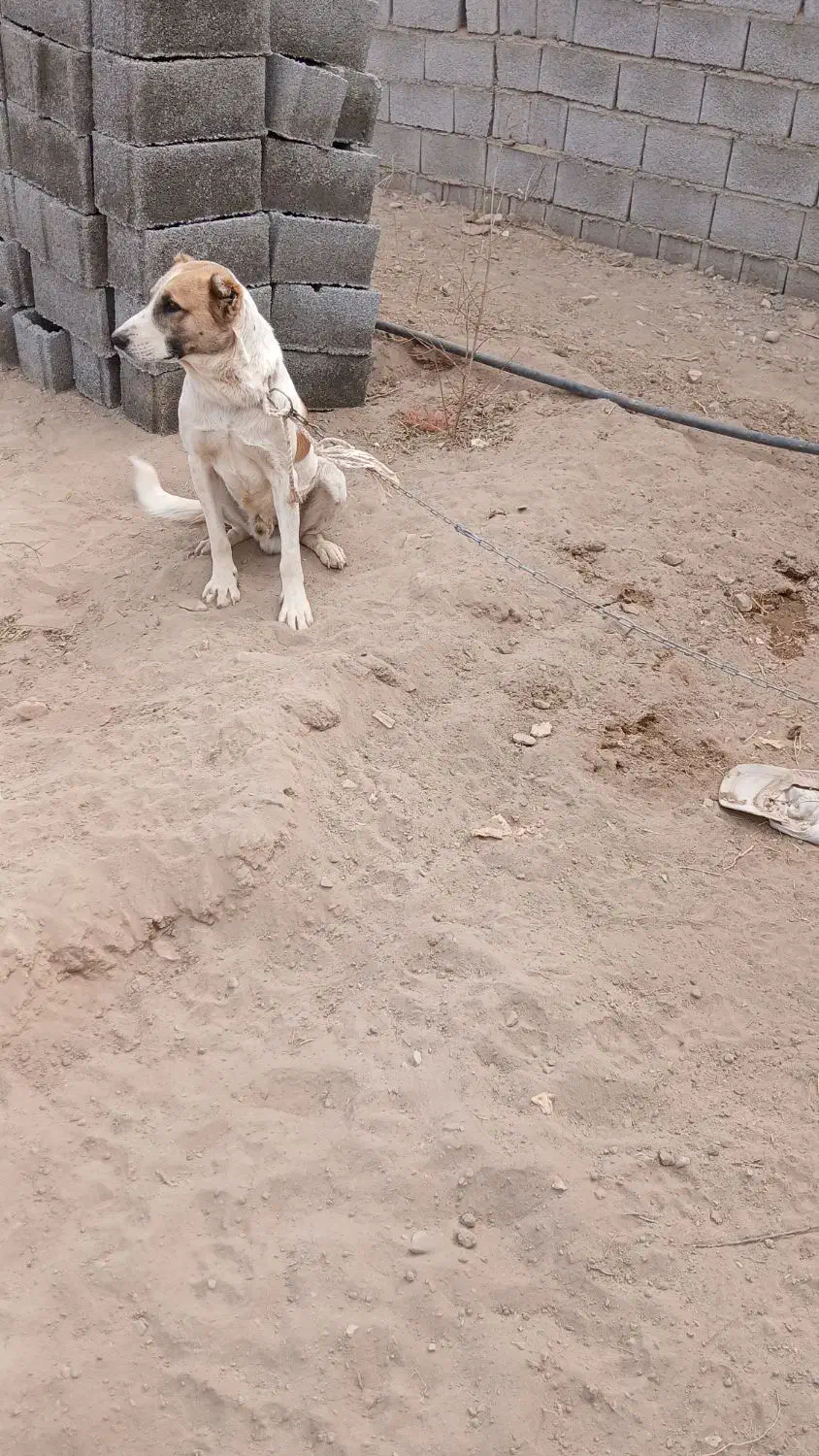 سگ گله|سگ|ماهان, |دیوار