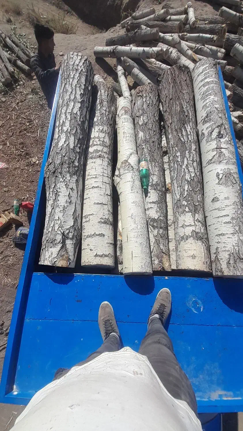 خرید انواع درخت خشک تر|خدمات باغبانی و درختکاری|چالدران, |دیوار