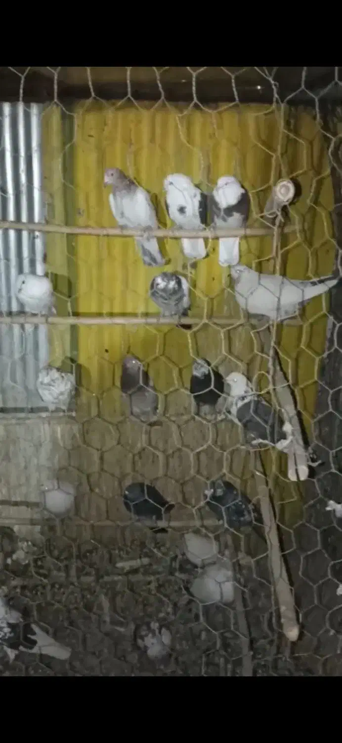 کبوتر گرو|پرنده|باقرشهر, |دیوار