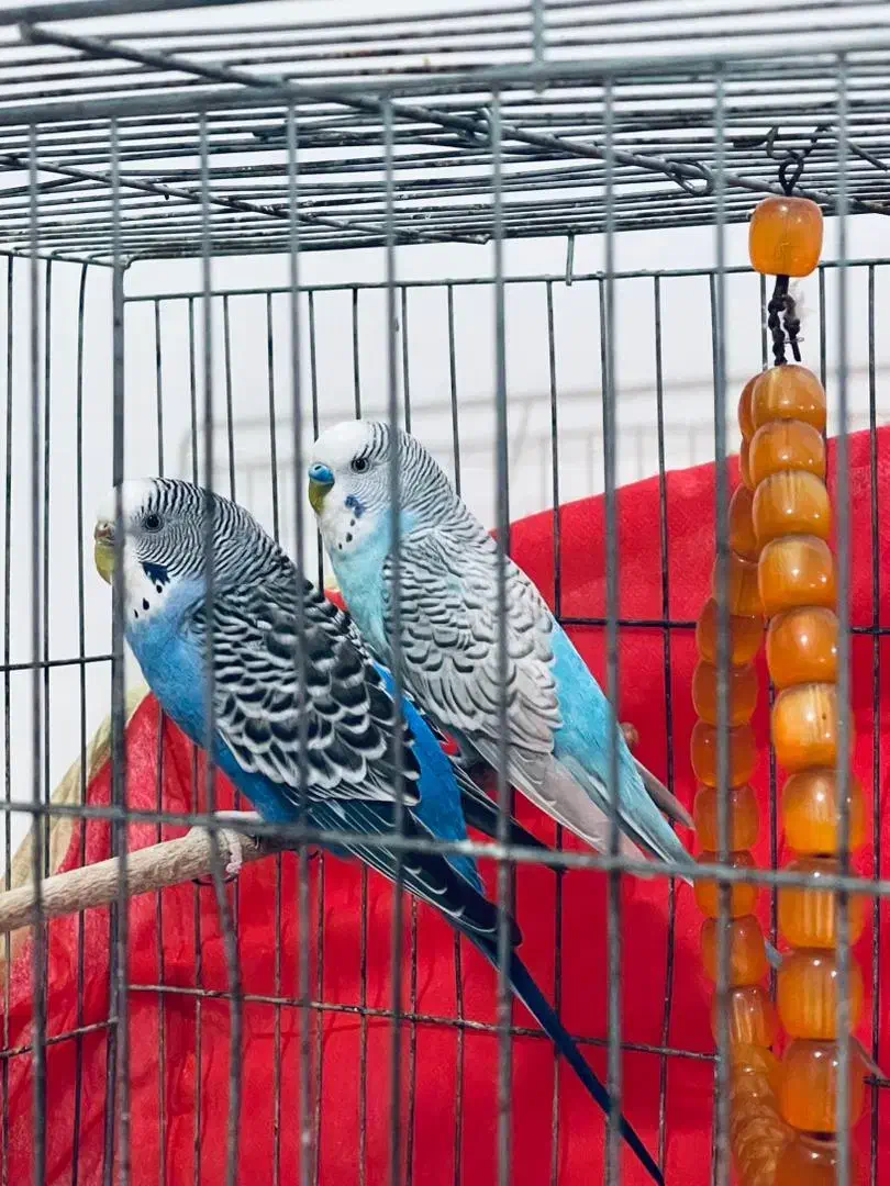 مرغ عشق|پرنده|فومن, |دیوار