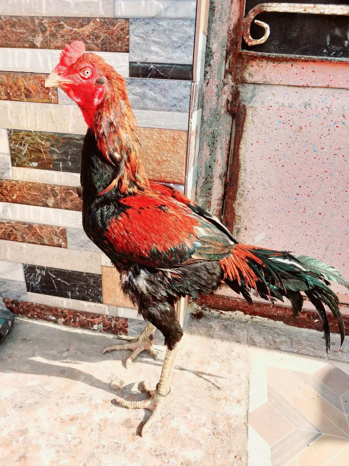 خروس|حیوانات مزرعه|میناب, |دیوار