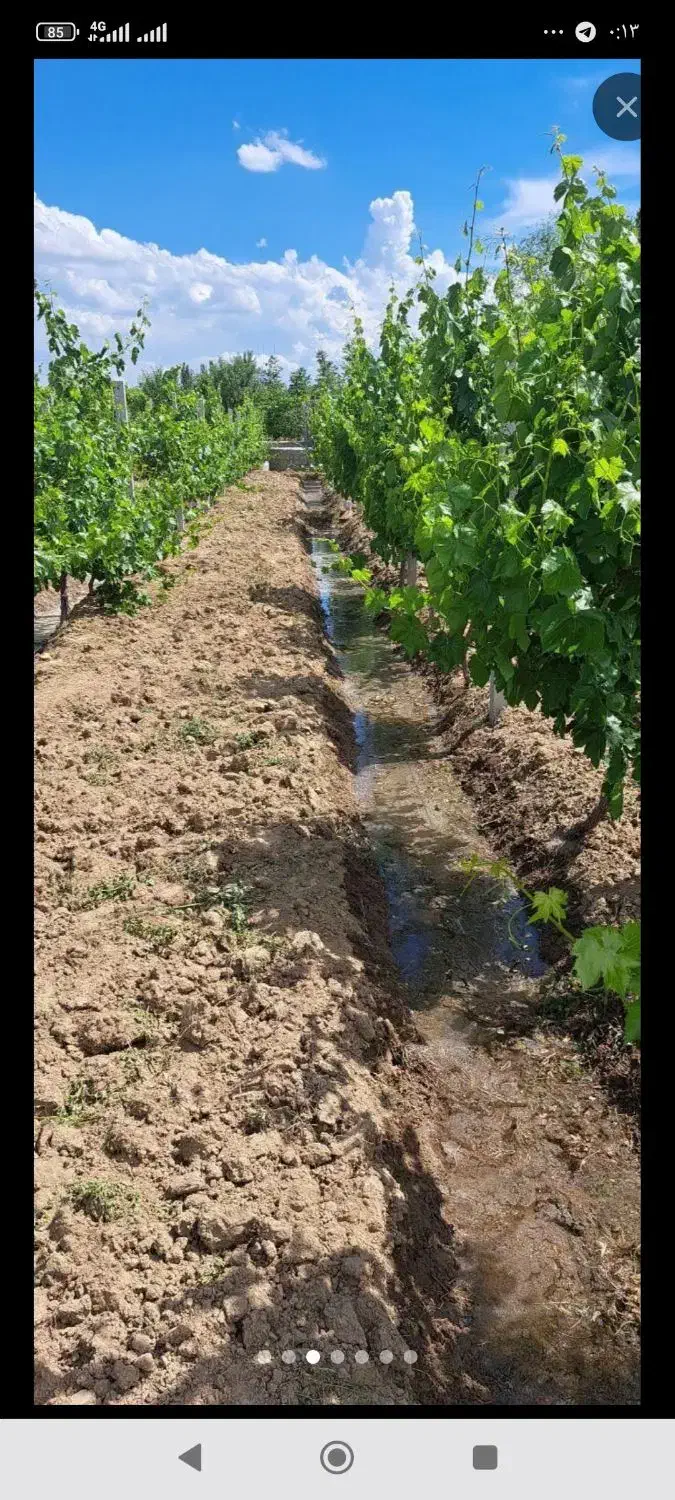 خرید باغ|خدمات باغبانی و درختکاری|ارومیه, |دیوار