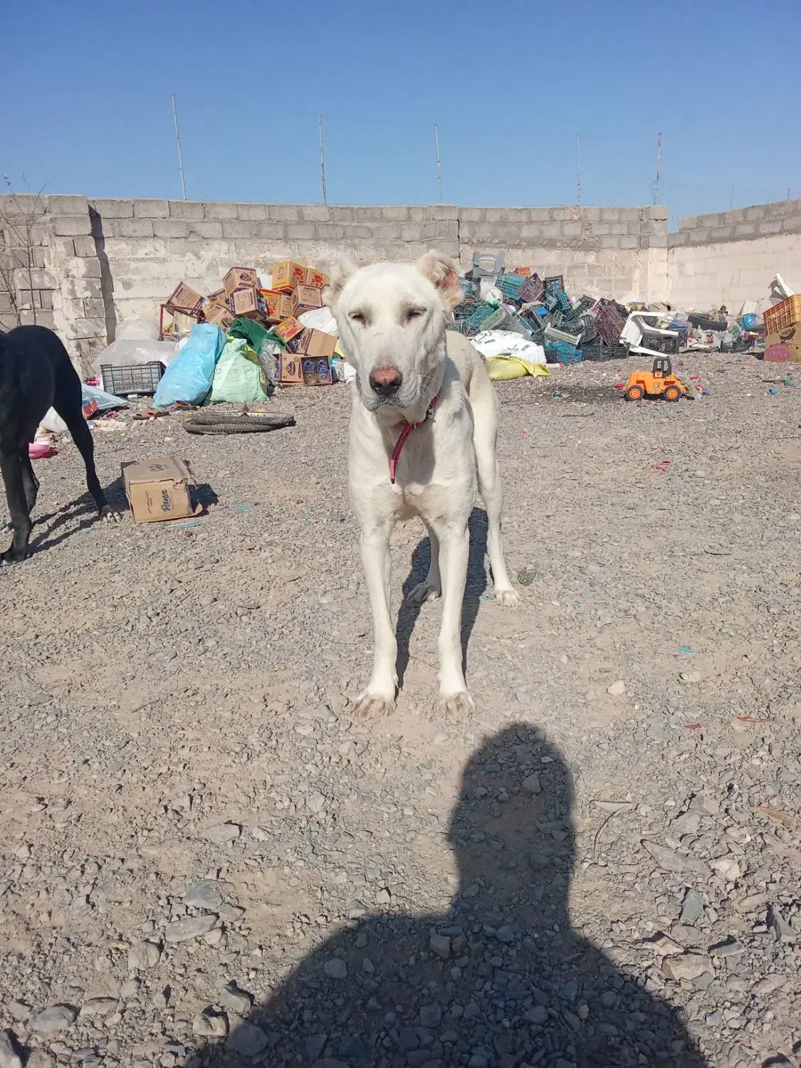 توله سگ خراسانی سفید|سگ|بجستان, |دیوار