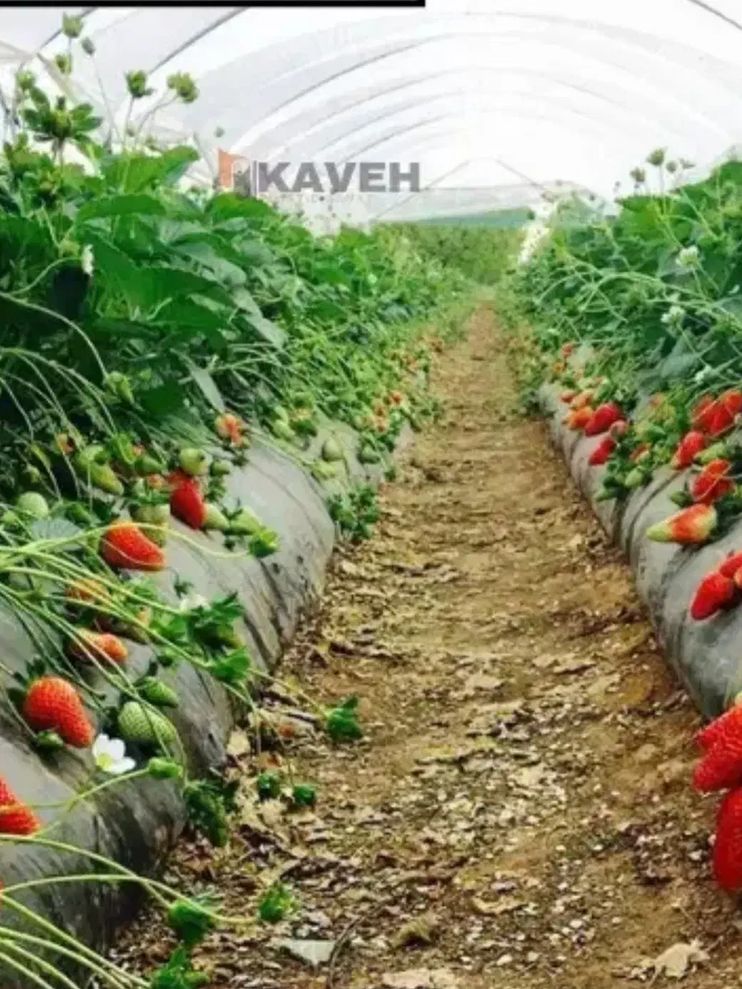 سوله  تولید گیاهان گلخانه ای|خدمات باغبانی و درختکاری|سبزوار, قصبه شرقی|دیوار