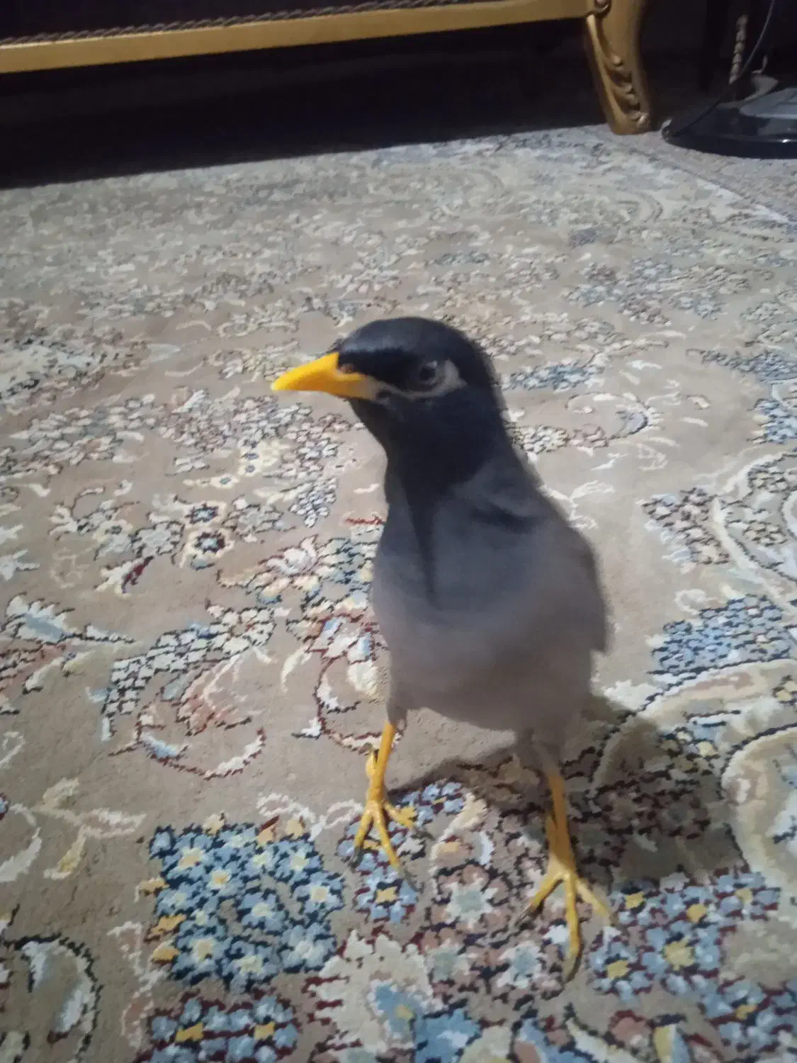 مینا زرنگ و باهوش|پرنده|سبزوار, هویزه|دیوار