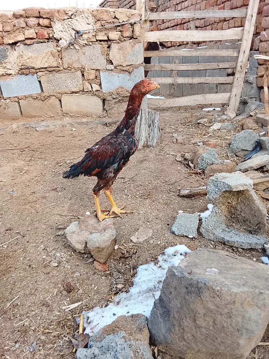 گوشی نوکیا|موبایل|تویسرکان, |دیوار