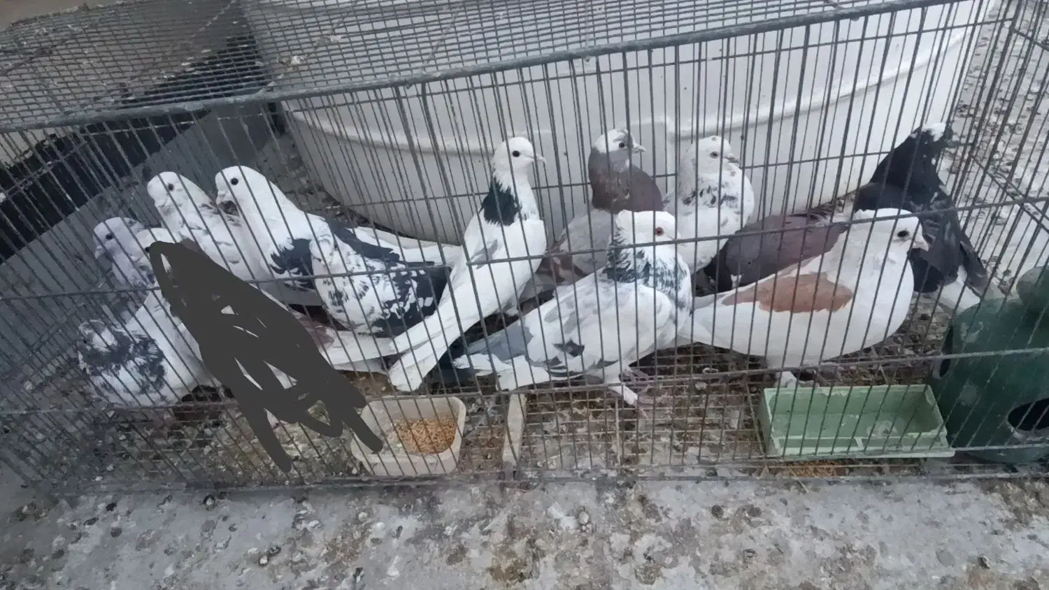 کفتر|پرنده|قم, طلاب غیر ایرانی|دیوار