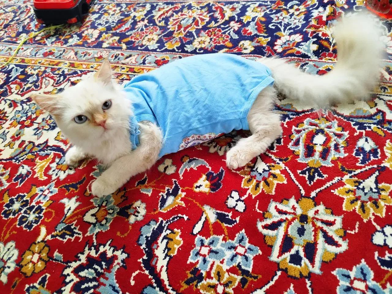 واگذاری|گربه|زاهدان, |دیوار