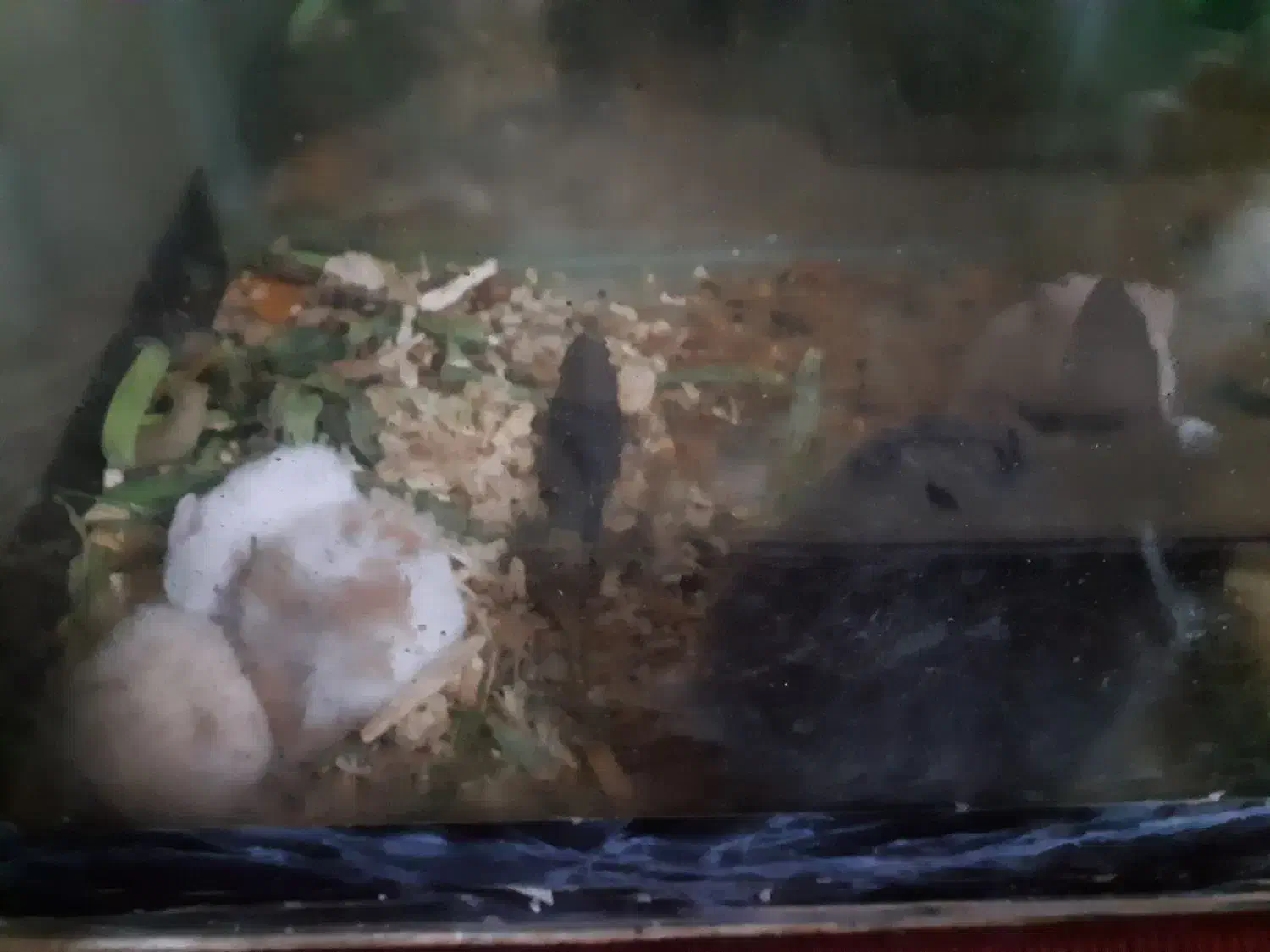 همستر خرگوش لپ فنچ|موش و خرگوش|شاهرود, |دیوار