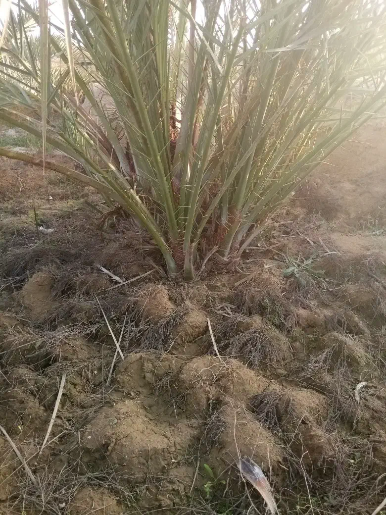 دمیت کبکاب|خدمات باغبانی و درختکاری|برازجان, |دیوار