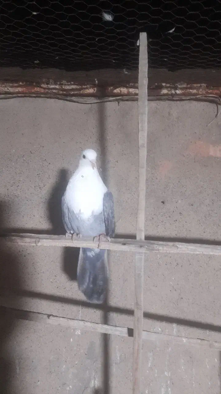 کله سفید سبز نر گرفتنی بدون پر پا|پرنده|سبزوار, مدرس|دیوار