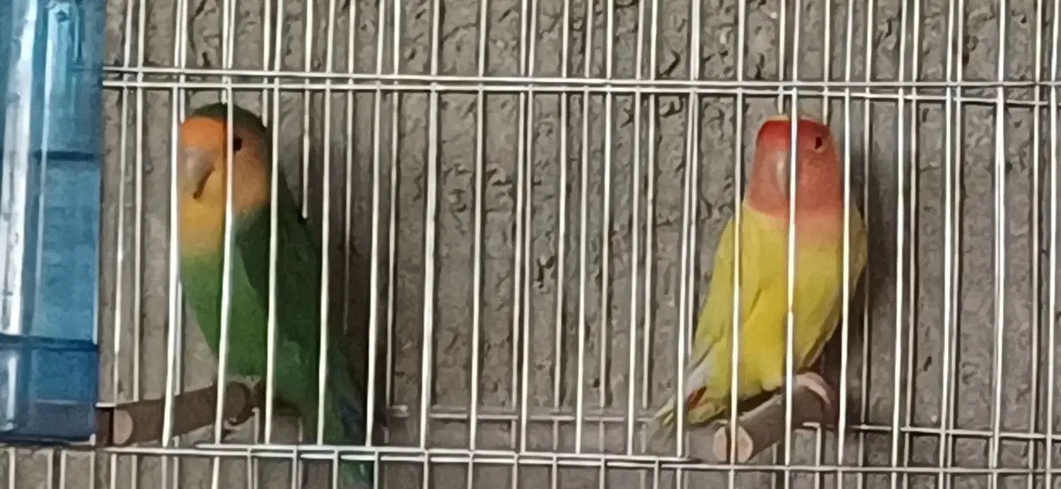 طوطی برزیلی صورت هلویی|پرنده|داراب, |دیوار