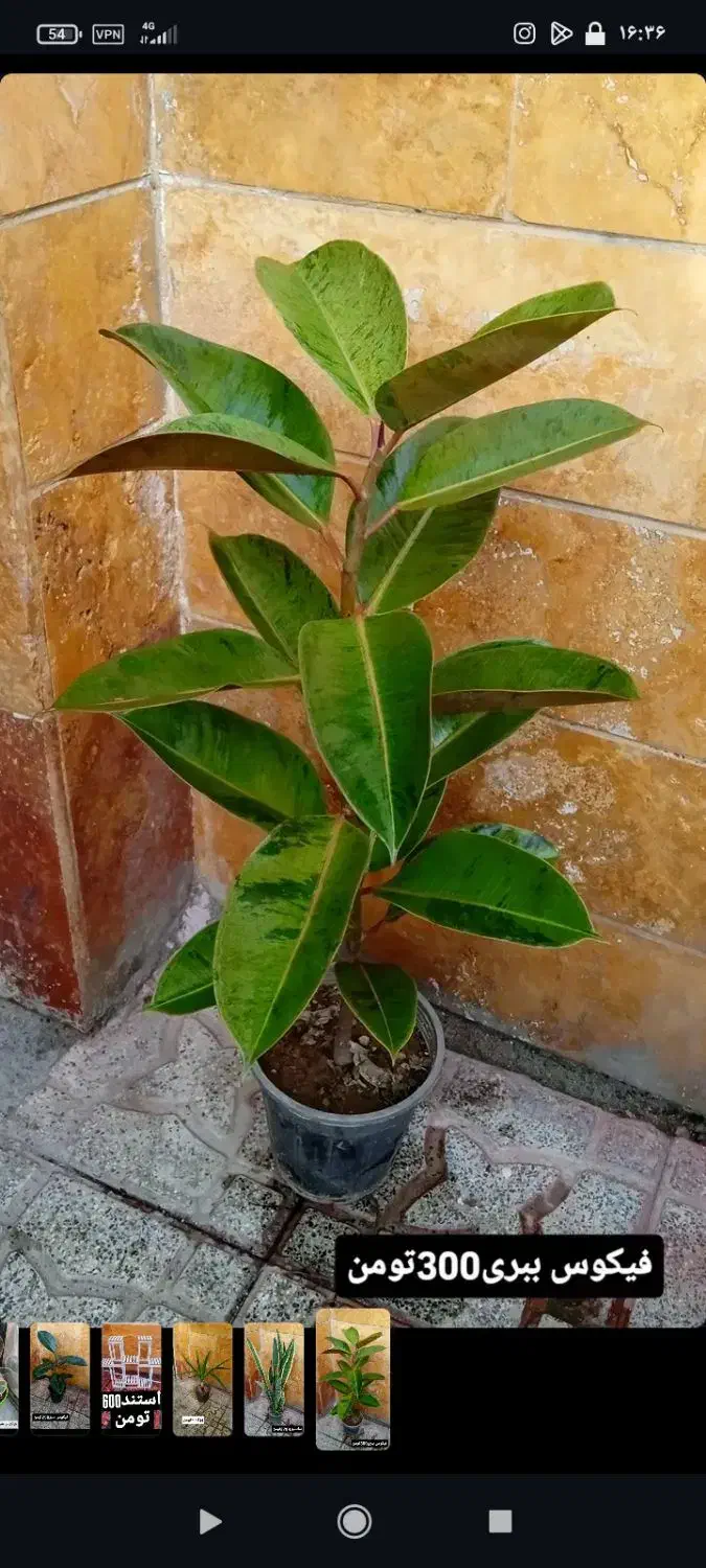 گیاهان آپارتمانی|گل و گیاه طبیعی|اردبیل, |دیوار