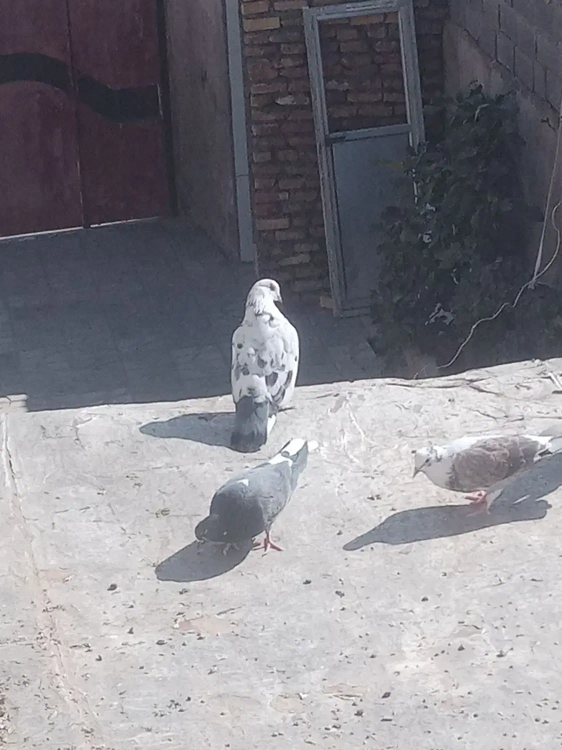 سار ماده|پرنده|سلامی, |دیوار