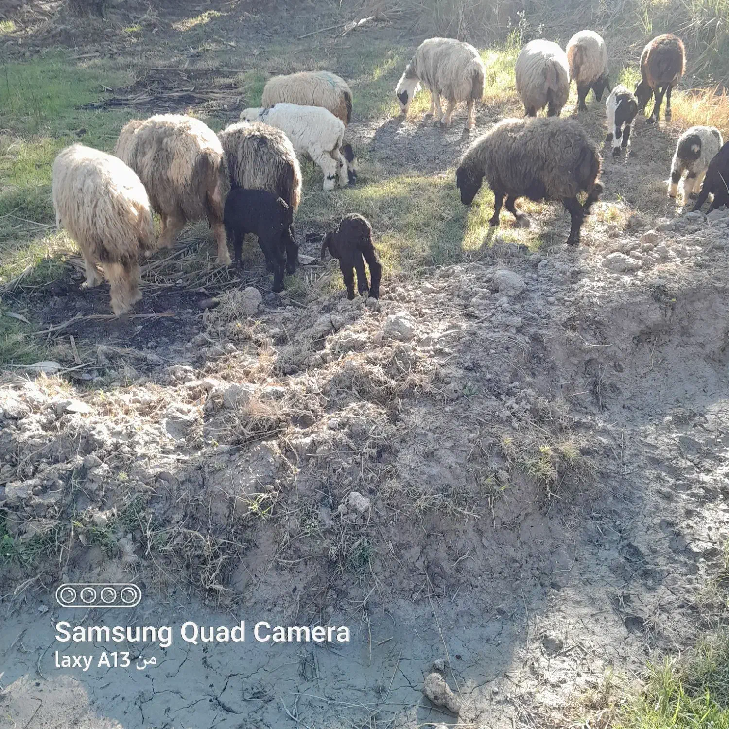 میش ترکی بره دار داشتی|حیوانات مزرعه|جره و بالاده, |دیوار