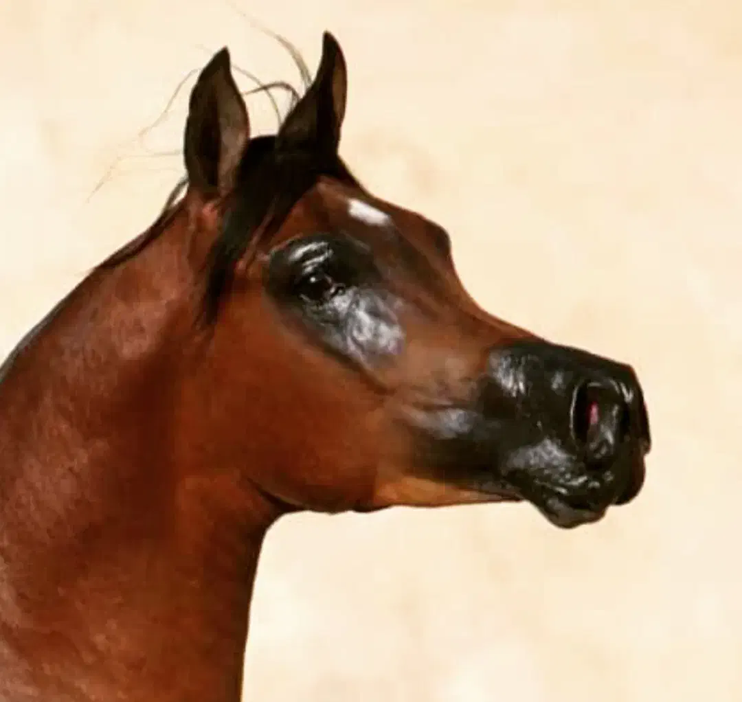 نریون دو سر عرب|اسب و تجهیزات اسب‌سواری|اراک, |دیوار