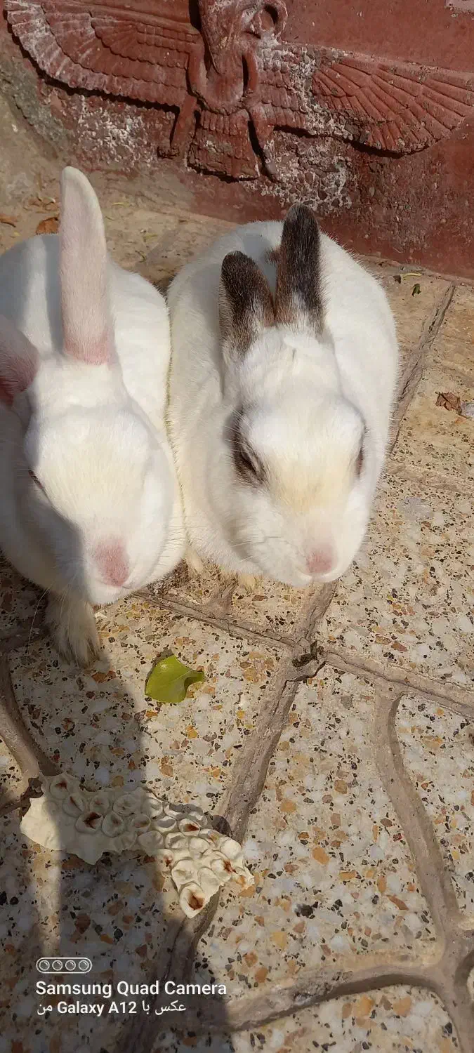 خرگوش|موش و خرگوش|پاکدشت, حصار امیر|دیوار