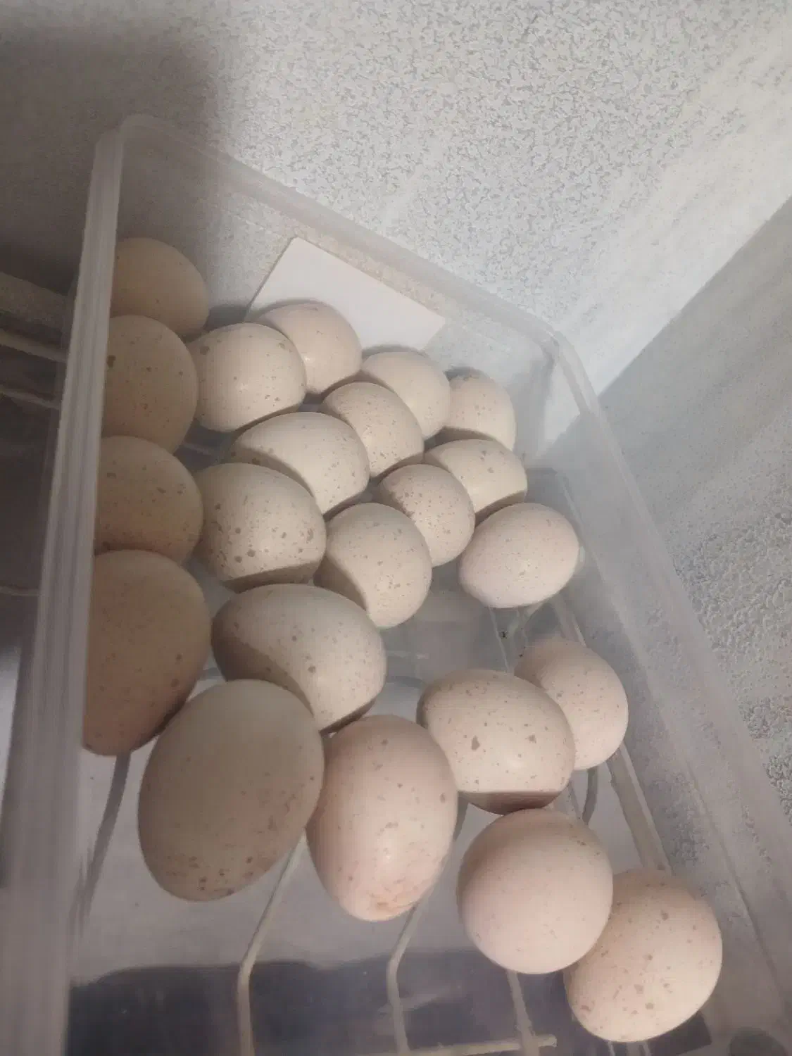 تخم|حیوانات مزرعه|کوهدشت, |دیوار