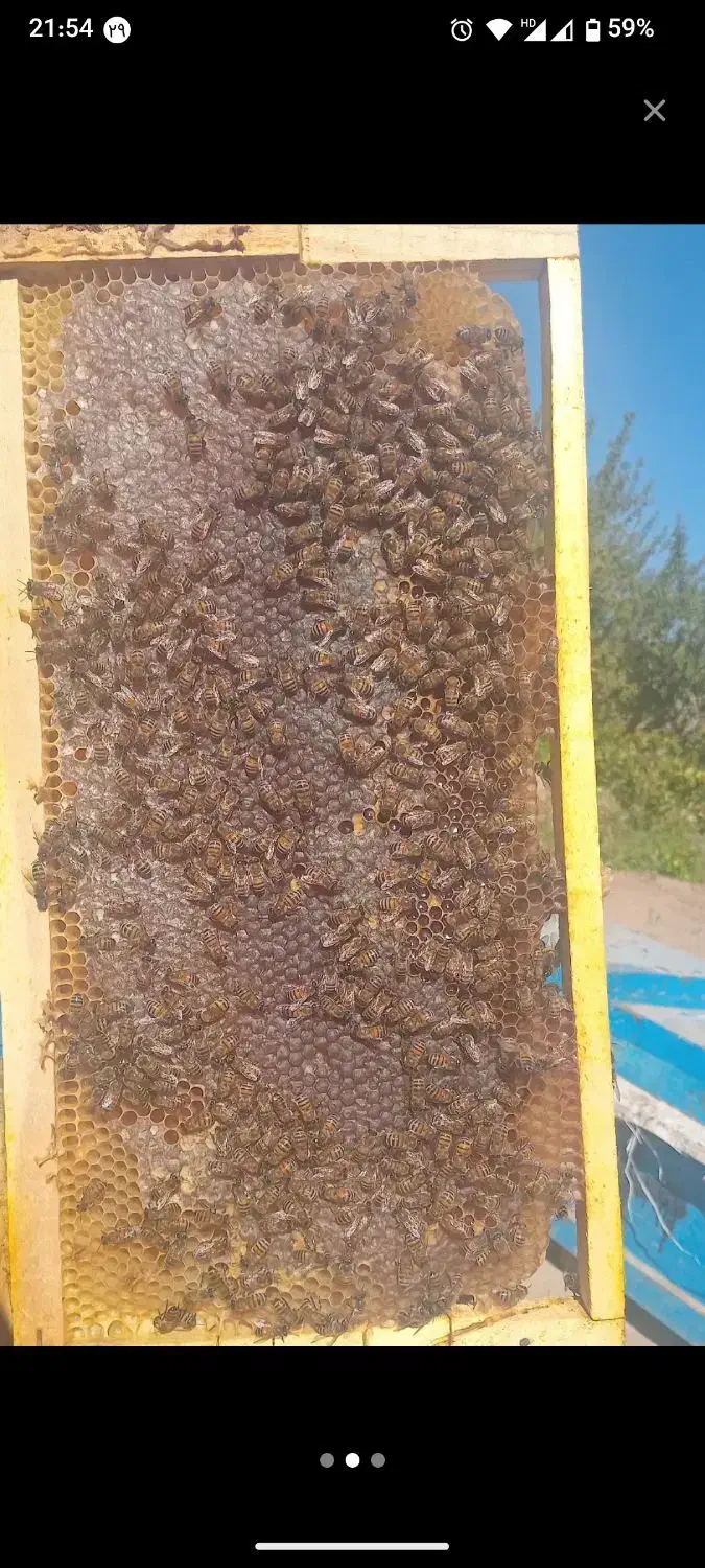 عسل سبلان|خوردنی و آشامیدنی|رشت, انصاری|دیوار