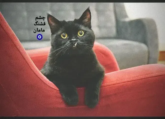 واگذاری فوری گربه خانگی به سرپرست مهربان|گربه|تهران, اکباتان|دیوار