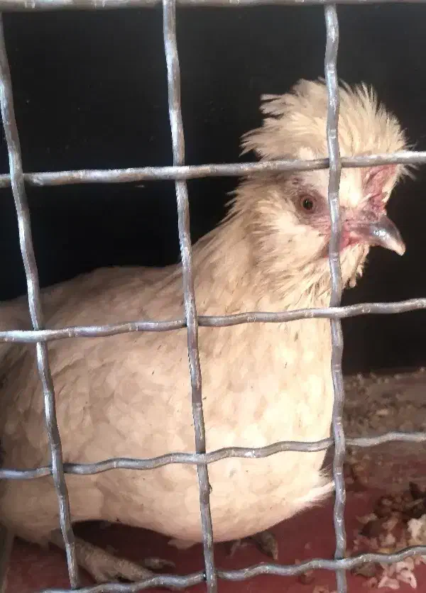 مرغ کاکلی، نژاد پولیش|حیوانات مزرعه|نسیمشهر, |دیوار