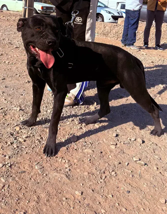 سگ پیتبول نر|سگ|قزوین, |دیوار