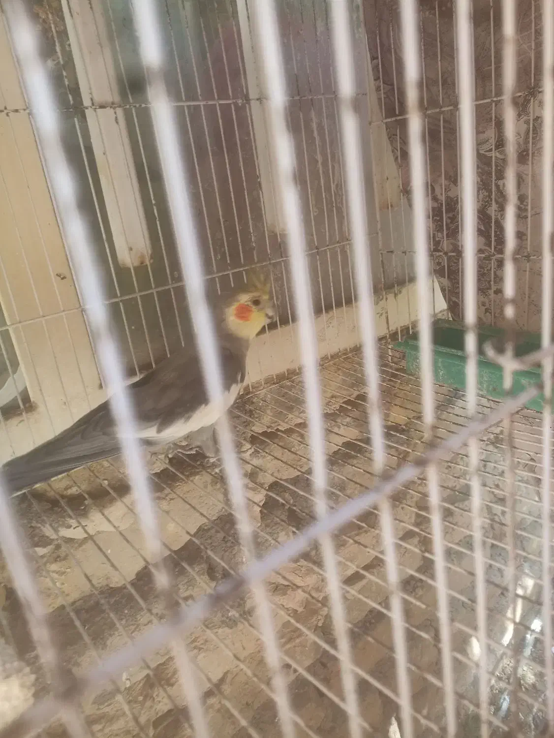 پرنده|پرنده|تربتحیدریه, ۴۵ متری|دیوار