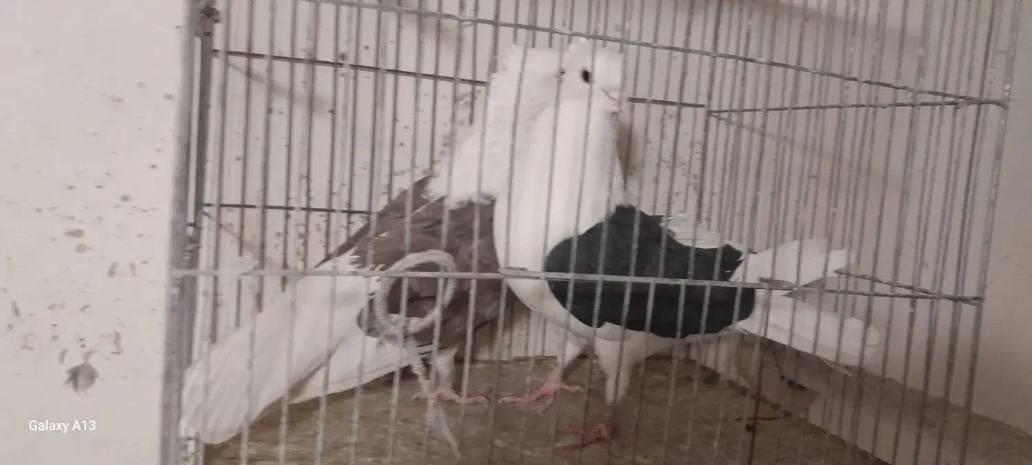 کفتر دوکت زغالی ۳۰عددیکجا|پرنده|مهاجران, |دیوار