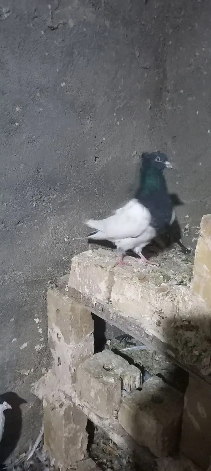 چند تا گرفتنی|پرنده|زبرخان, |دیوار