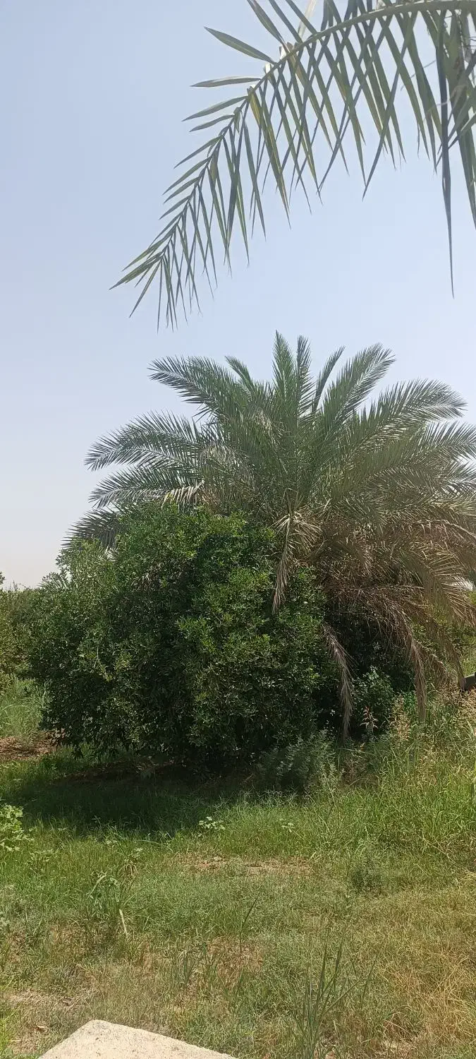 باغچه درخت دار برقدار در دزفول|فروش زمین و ملک کلنگی|اهواز, گلستان|دیوار