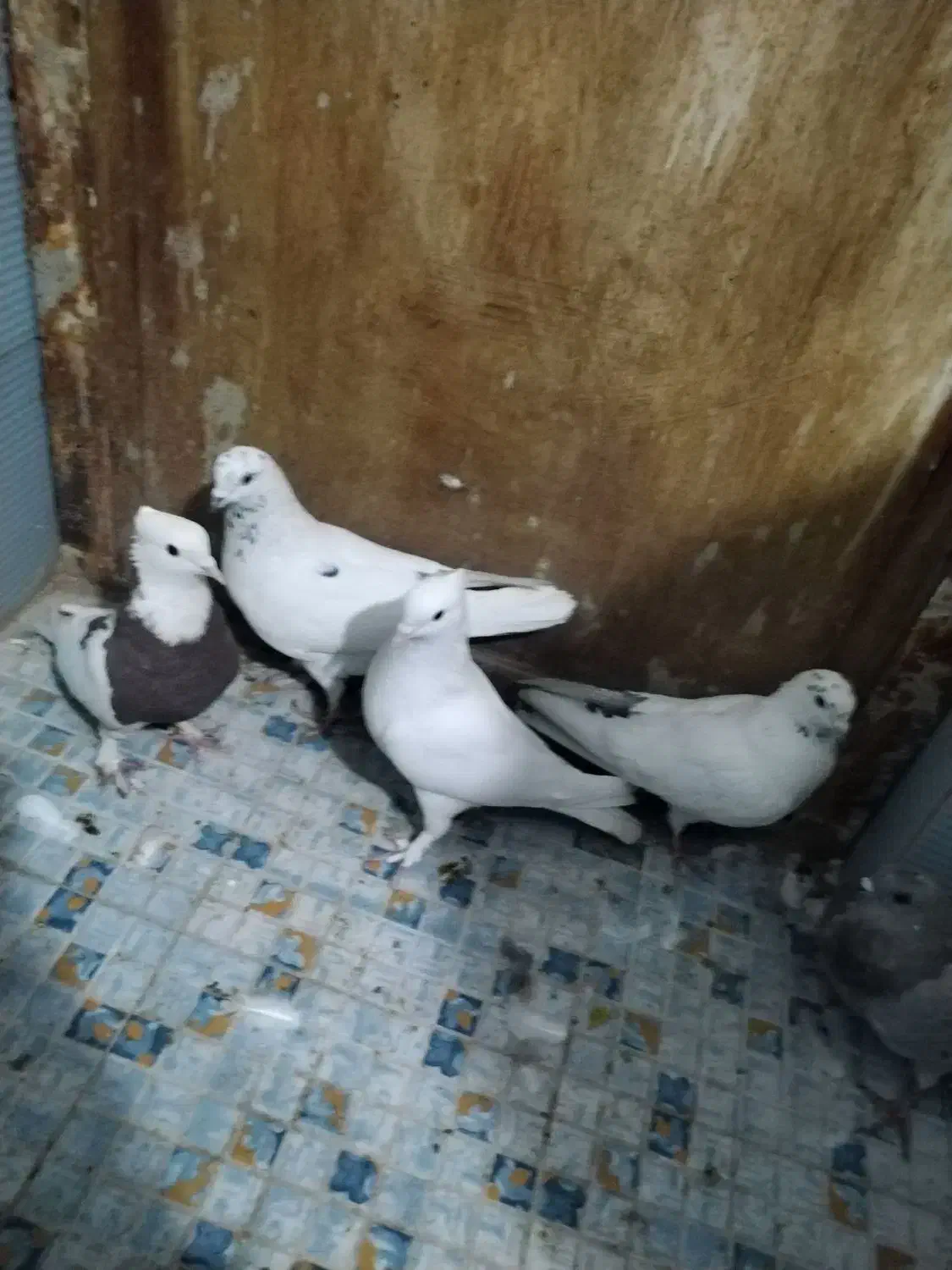 پنج عدد کفتر گرفتنی|پرنده|خمینی‌شهر, |دیوار