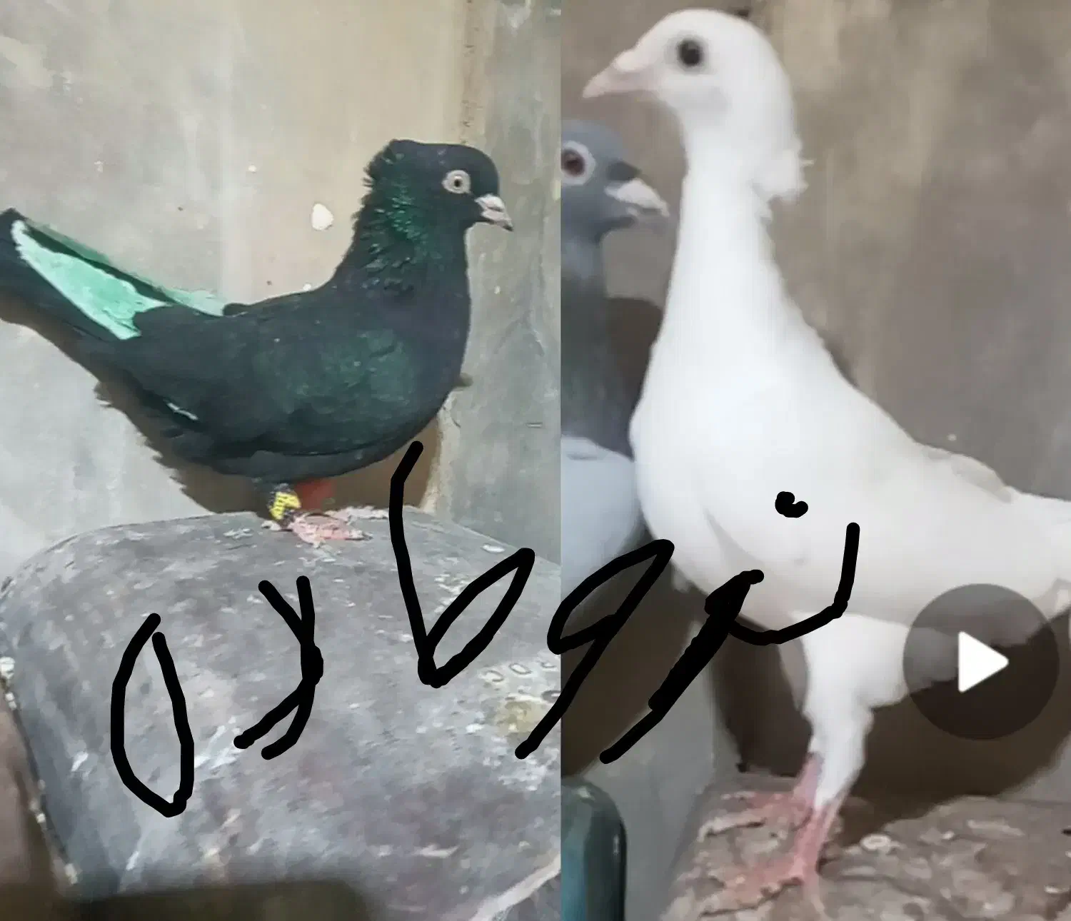 ۷کفتر پروازی درست کله دنگ|پرنده|قائن, |دیوار