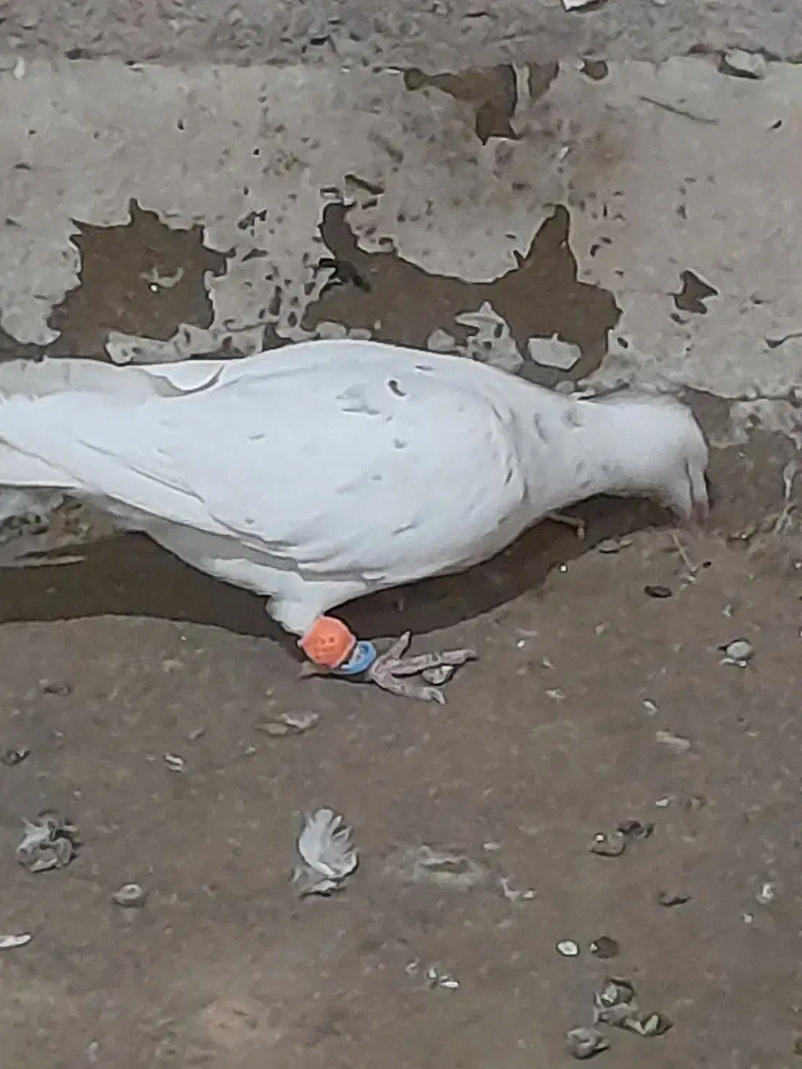 س تا حیوون جون|پرنده|تربتحیدریه, دیزقند|دیوار