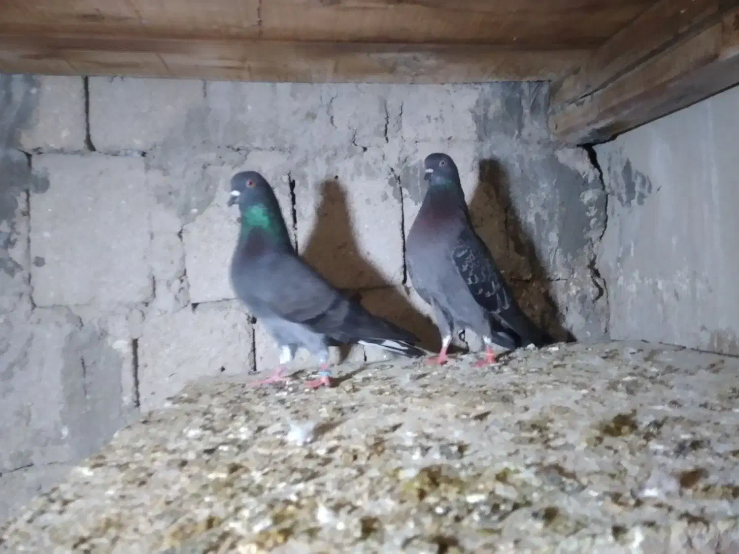 کبوتر|پرنده|قشم, |دیوار