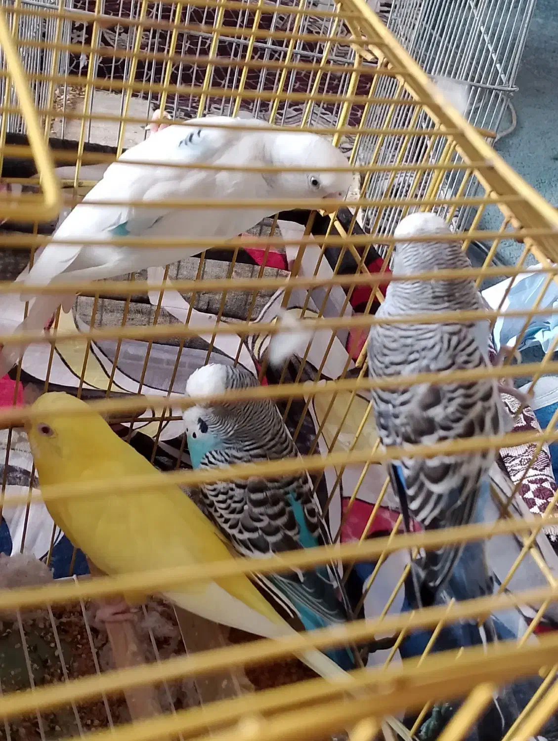 مرغ عشق|پرنده|بندر کنگان, |دیوار