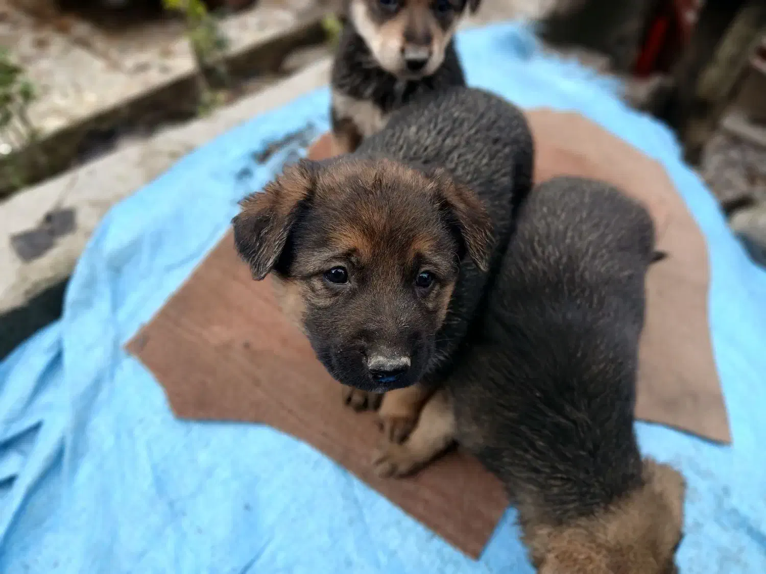 توله سگ ژرمن|سگ|زرگرشهر, |دیوار